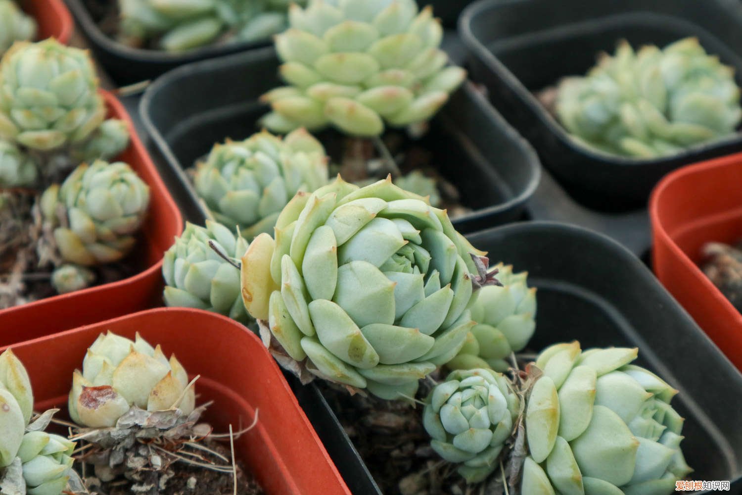 静夜多肉好养活吗 静夜如何养