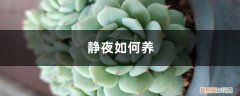 静夜多肉好养活吗 静夜如何养
