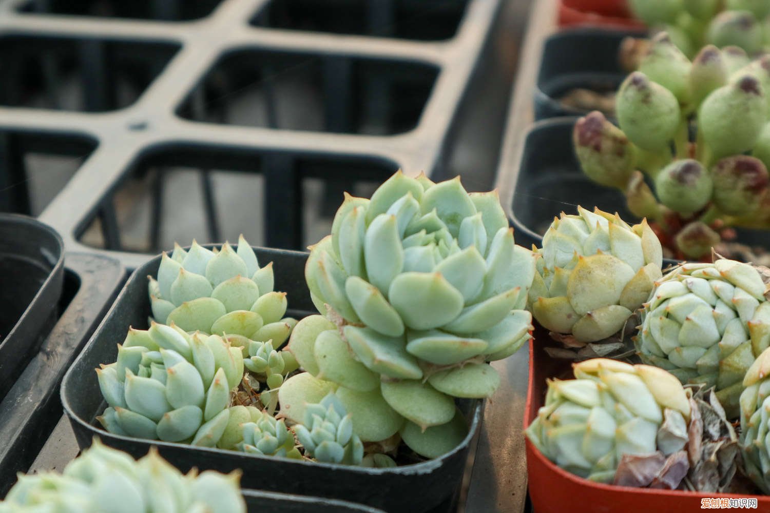 静夜多肉好养活吗 静夜如何养