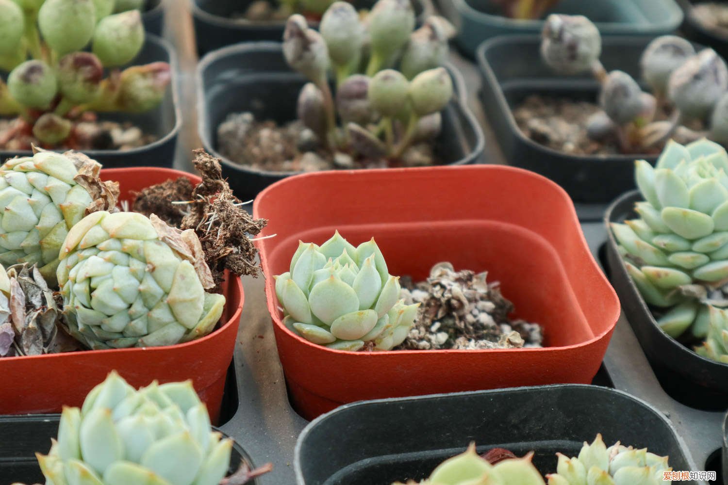 静夜多肉好养活吗 静夜如何养