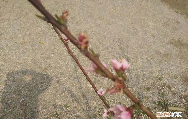 桃花被金龟子虫子吃了，怎么防治？，桃花被金龟子虫子吃了,怎么防治它