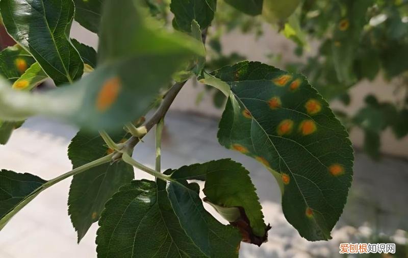 苹果树叶片上有赤星斑点，怎么防治？，苹果树叶片上有赤星斑点,怎么防治呢