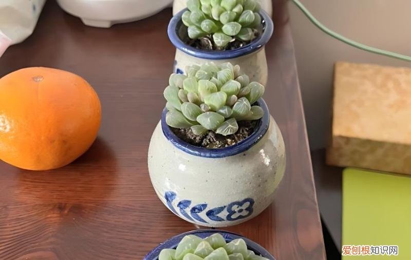 多肉的雨露怎么养护，才会晶莹剔透？，多肉雨露开花好不好