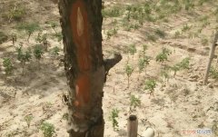 南方红豆杉移植种不活，是什么原因？，红豆杉为什么栽不活