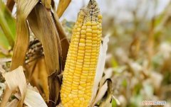 什么是玉米转基因品种，种二代种子会减产吗？，现在种植的玉米品种有没有非转基因的