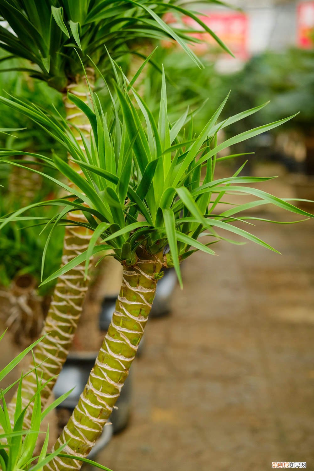 海南龙血树怎么养 龙血树怎么养