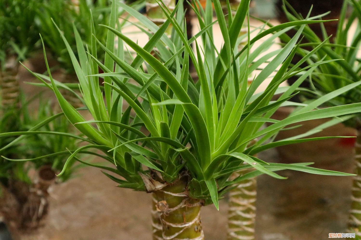 海南龙血树怎么养 龙血树怎么养