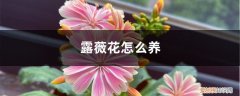 露薇花怎么养护 露薇花怎么养