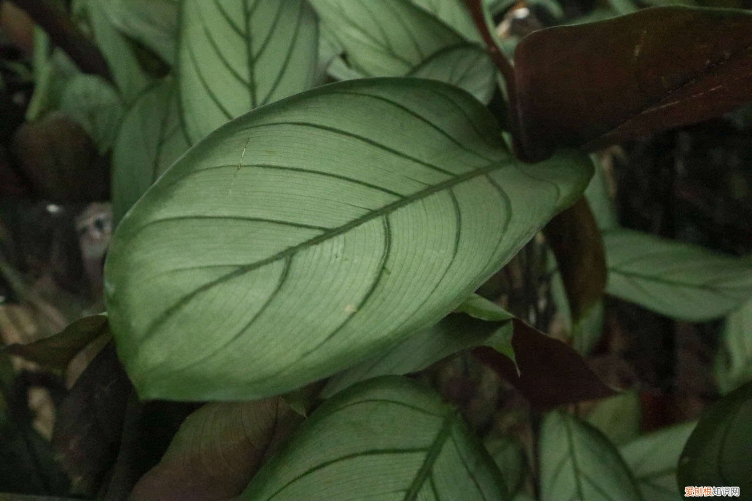 飞羽如何栽培 飞羽怎么养