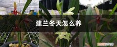 建兰秋天怎么养 建兰冬天怎么养