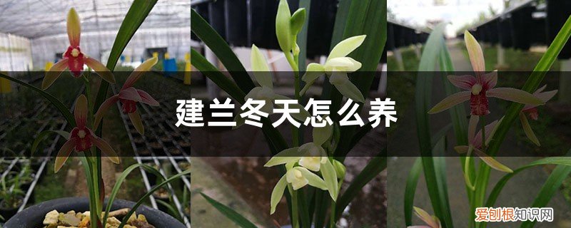 建兰秋天怎么养 建兰冬天怎么养