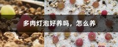 灯泡多肉怎么种 多肉灯泡好养吗，怎么养