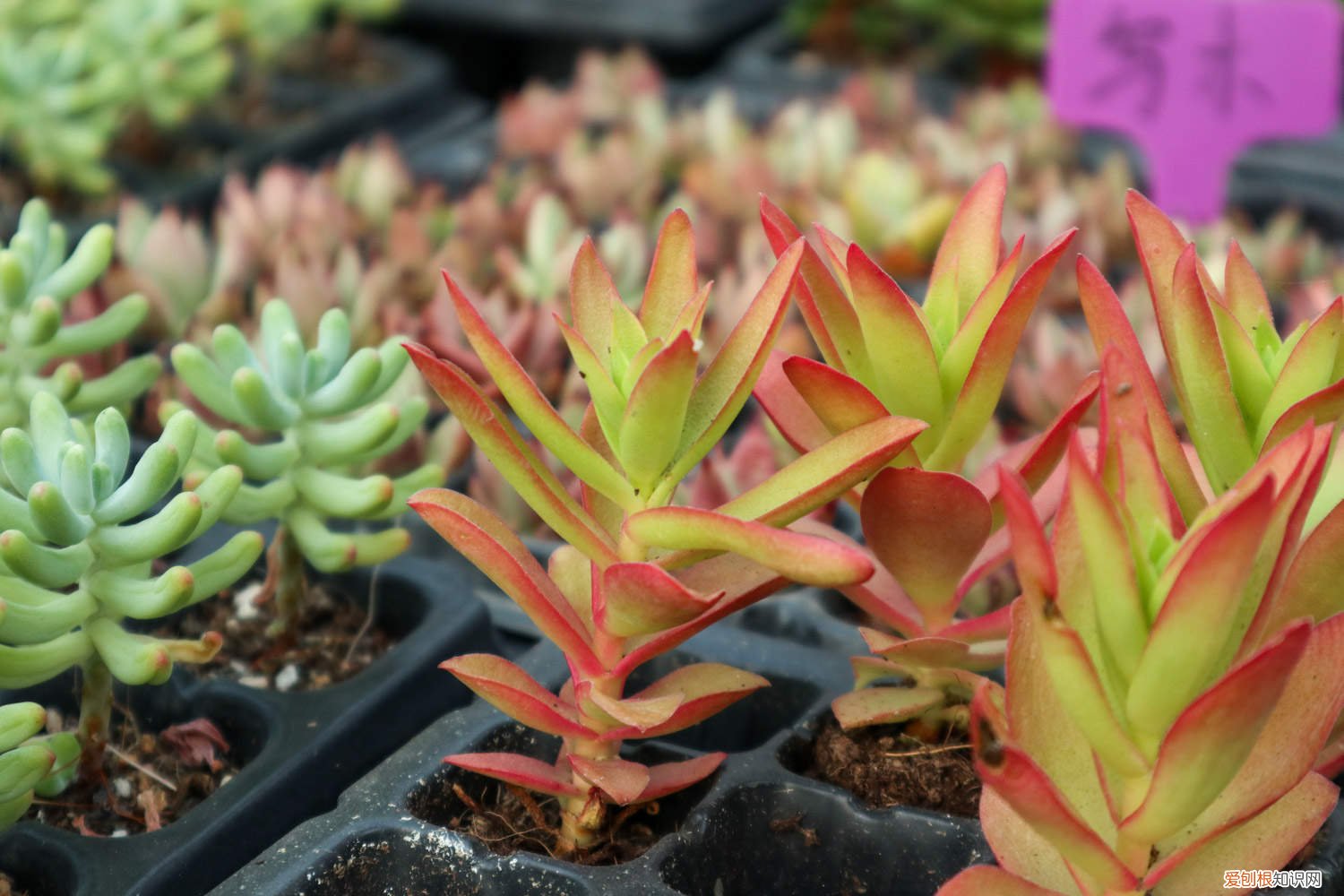 多肉火祭盆景养殖方法 火祭爆盆怎么养
