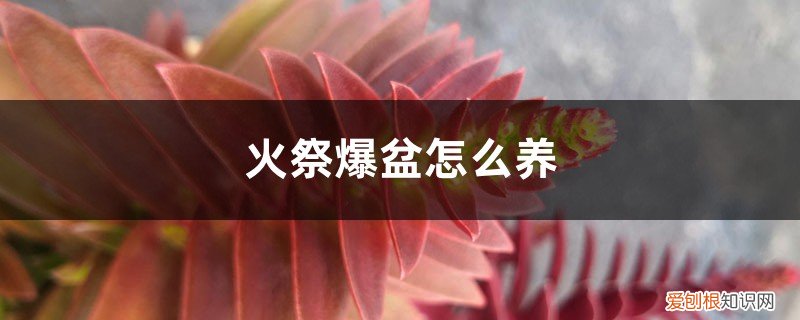 多肉火祭盆景养殖方法 火祭爆盆怎么养