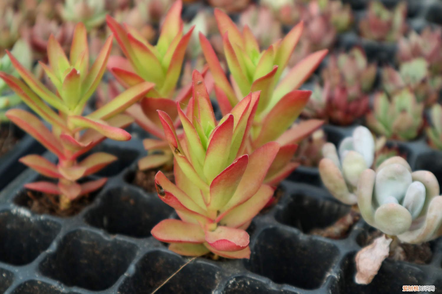 多肉火祭盆景养殖方法 火祭爆盆怎么养
