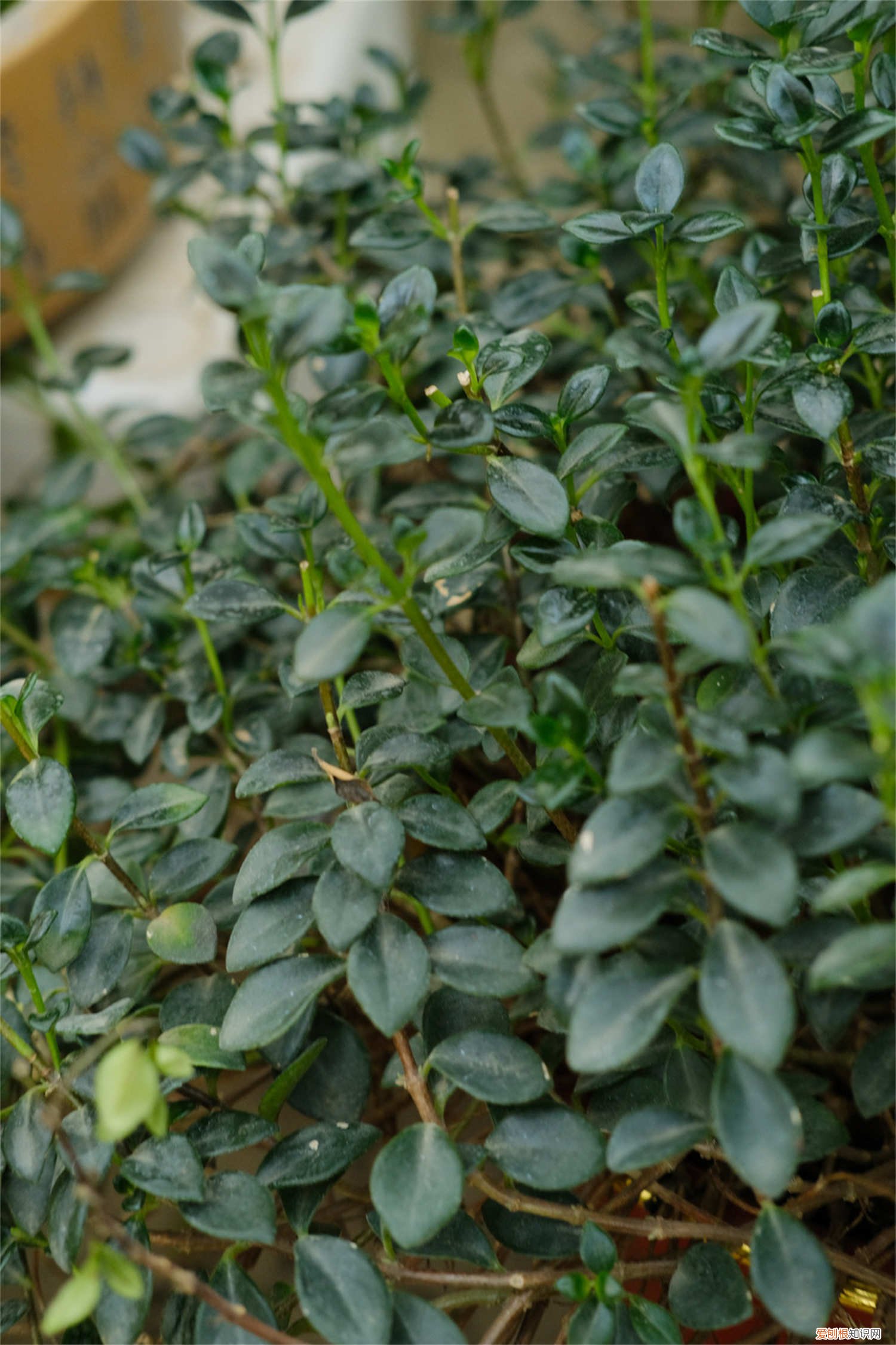 金鱼吊兰怎么养才开花 金鱼吊兰怎么养