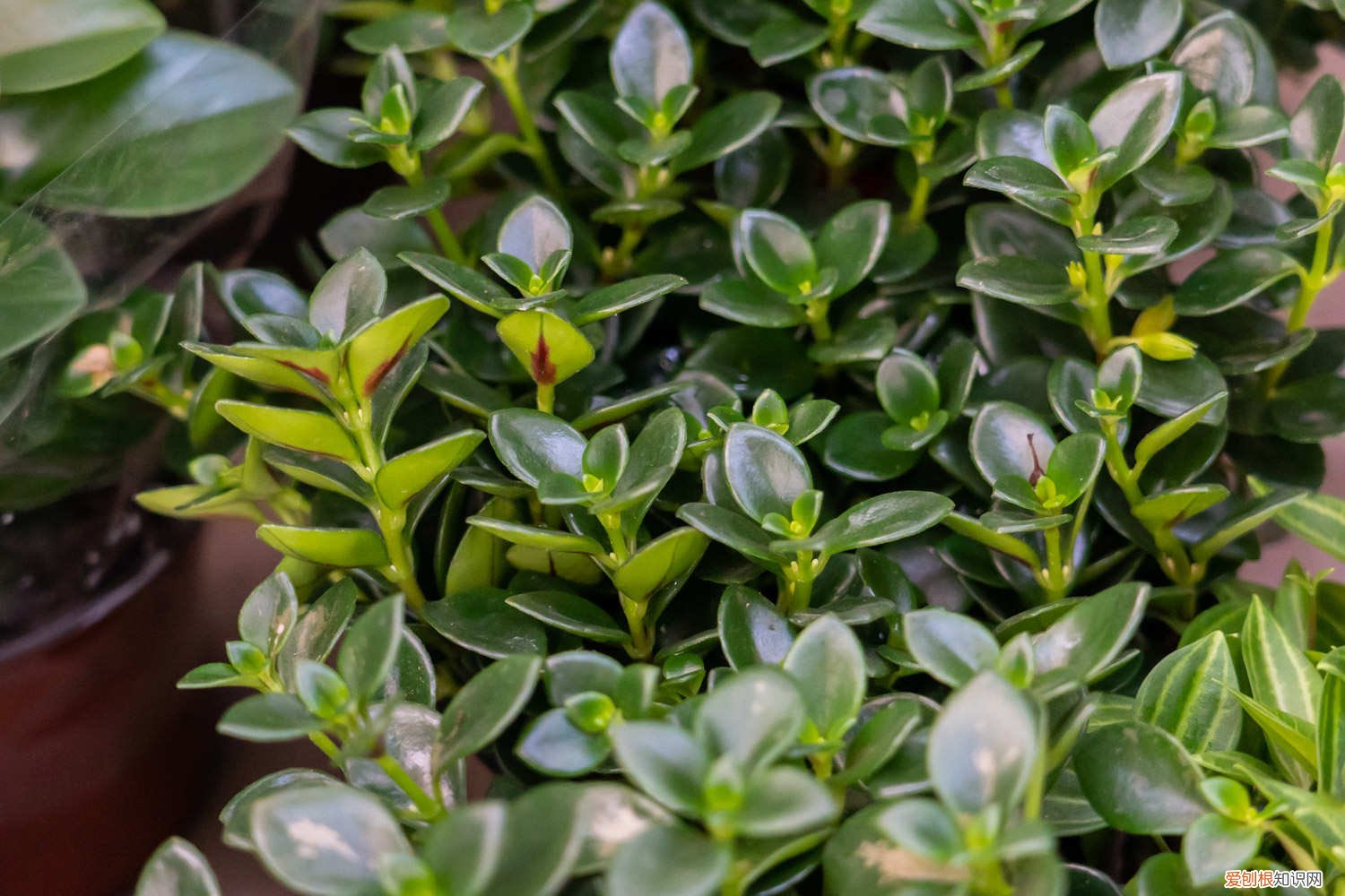 金鱼吊兰怎么养才开花 金鱼吊兰怎么养