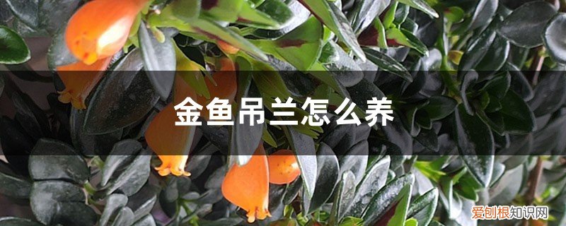 金鱼吊兰怎么养才开花 金鱼吊兰怎么养