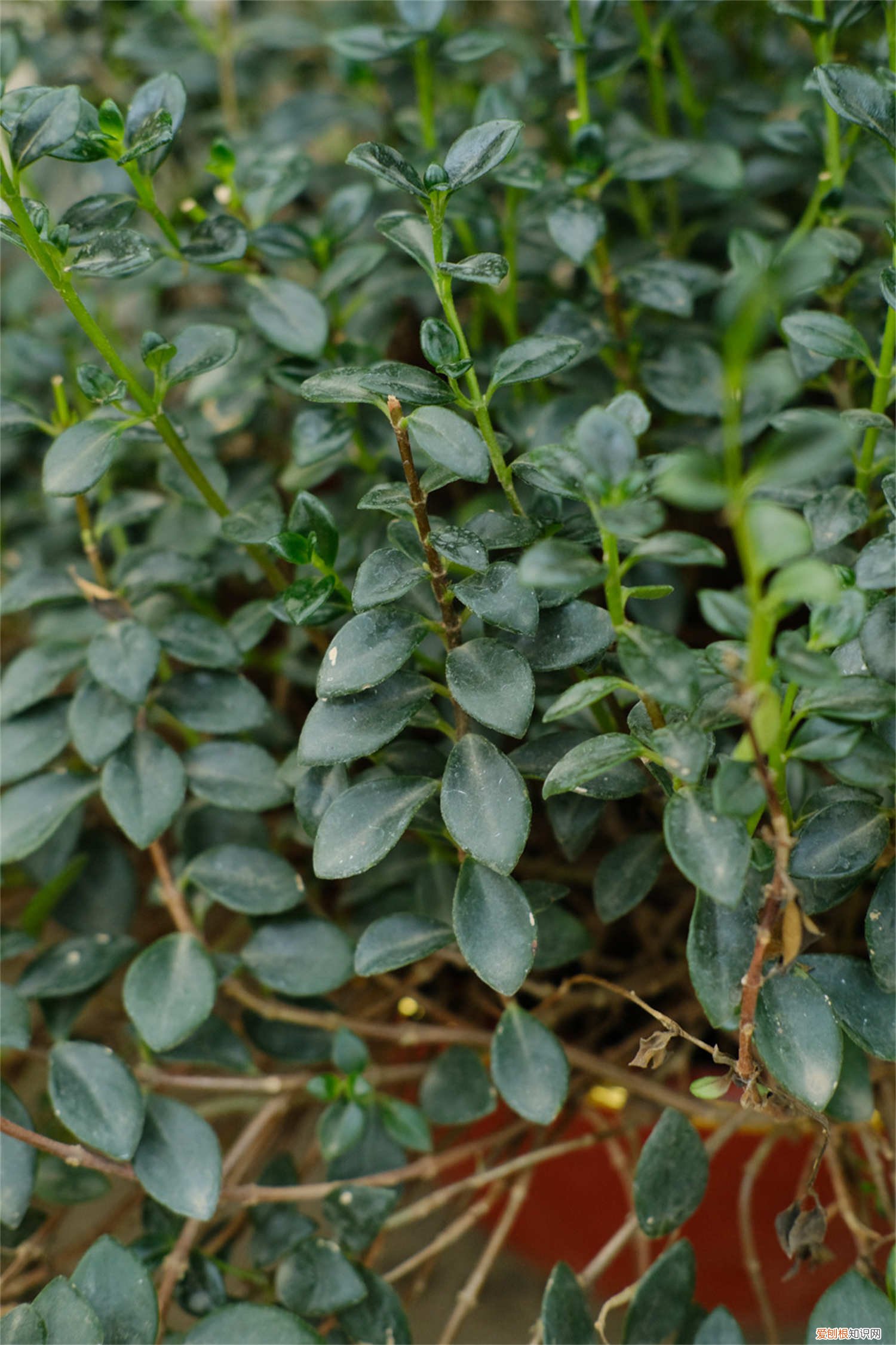 金鱼吊兰怎么养才开花 金鱼吊兰怎么养