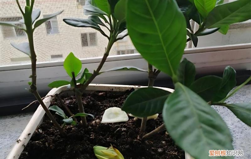 栀子花买回来后，叶子发黄掉落，怎么回事？，栀子花买回来几天叶子怎么突然黄了