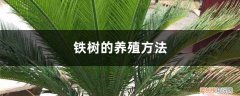 铁树的养殖方法与繁殖 铁树的养殖方法