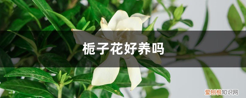 栀子花好养吗怎么养 栀子花好养吗