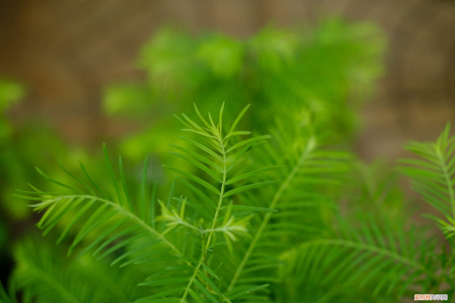 水杉怎么养家庭养法 水杉怎么养