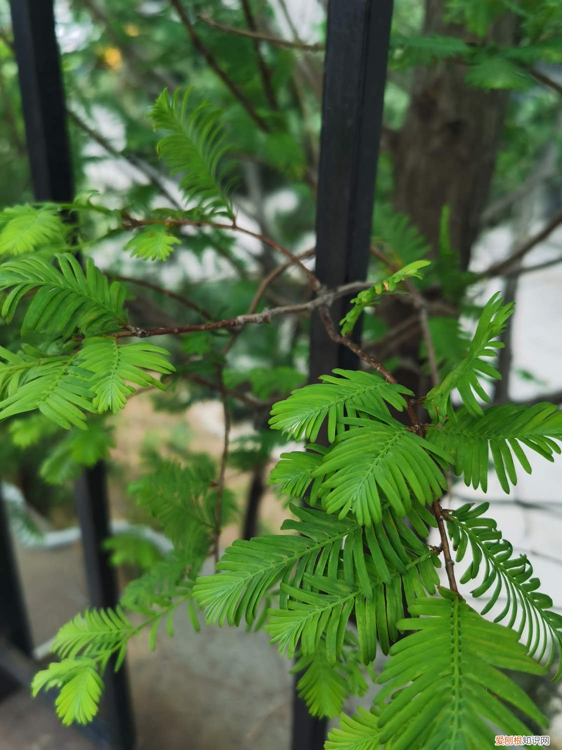 水杉怎么养家庭养法 水杉怎么养