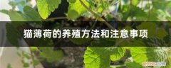 怎么养猫薄荷 猫薄荷的养殖方法和注意事项