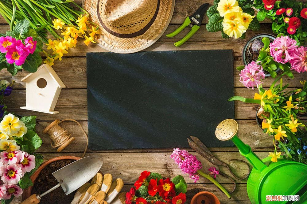 怎么养猫薄荷 猫薄荷的养殖方法和注意事项