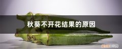 秋葵长势好不开花结果的原因 秋葵不开花结果的原因