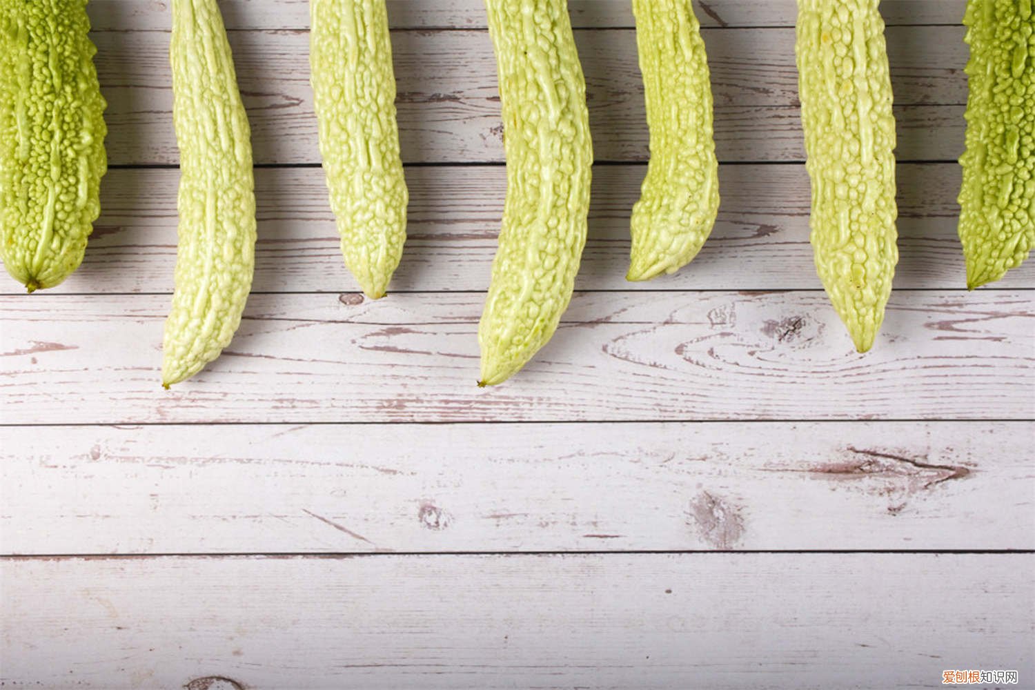 苦瓜种植技术与病虫害防治 苦瓜种植技术