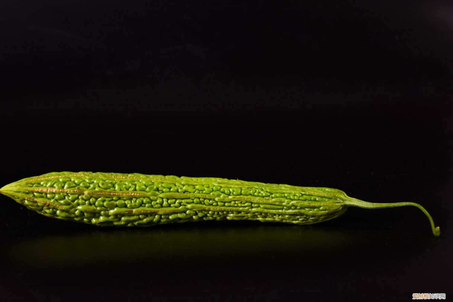 苦瓜种植技术与病虫害防治 苦瓜种植技术