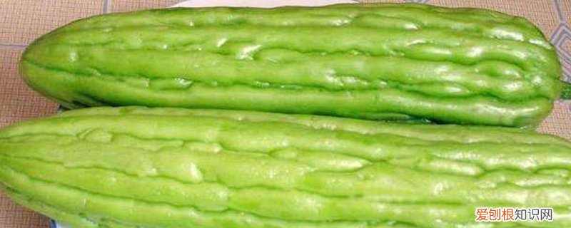 苦瓜种植技术与病虫害防治 苦瓜种植技术