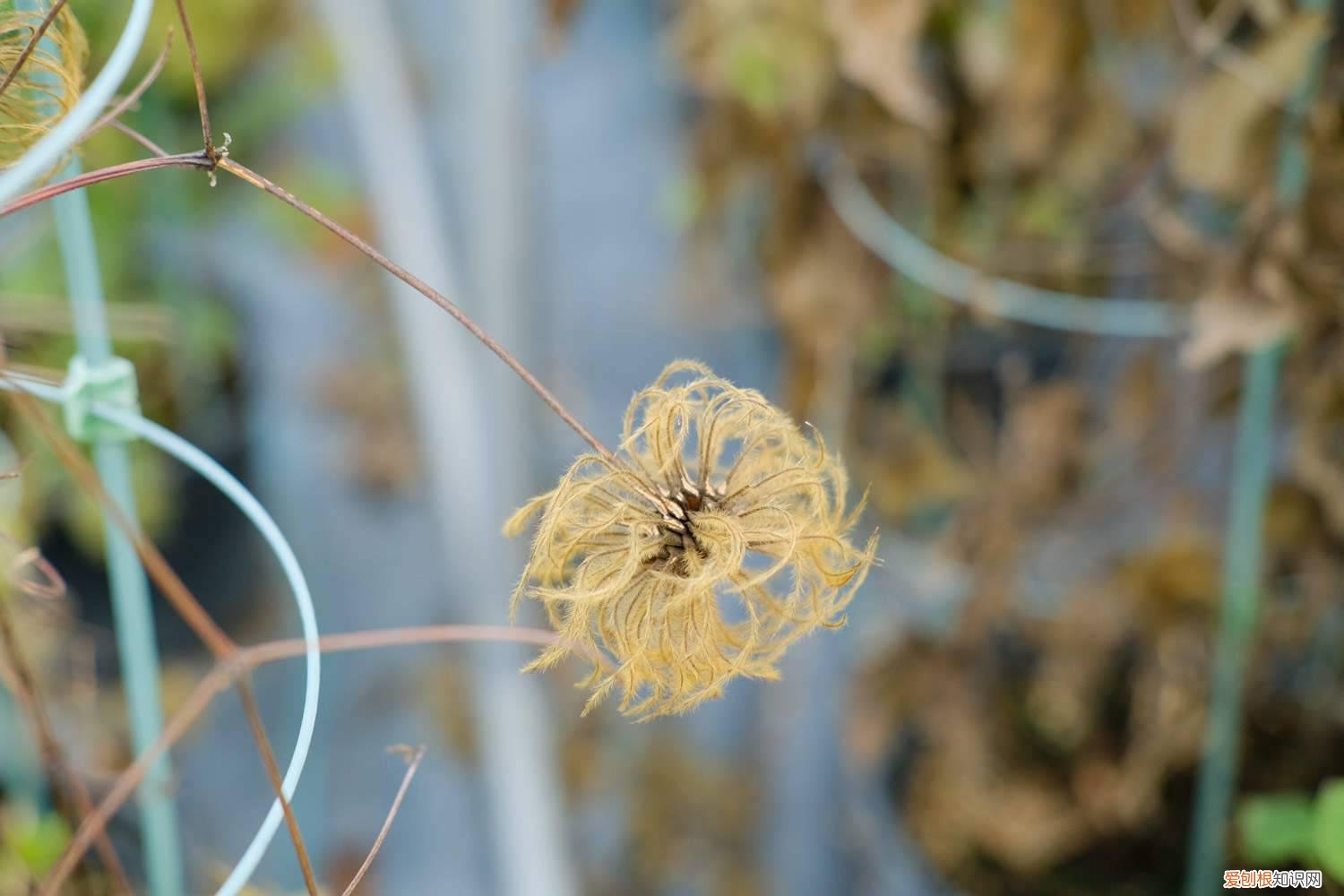 铁线莲种植与养护技术视频 铁线莲种植与养护
