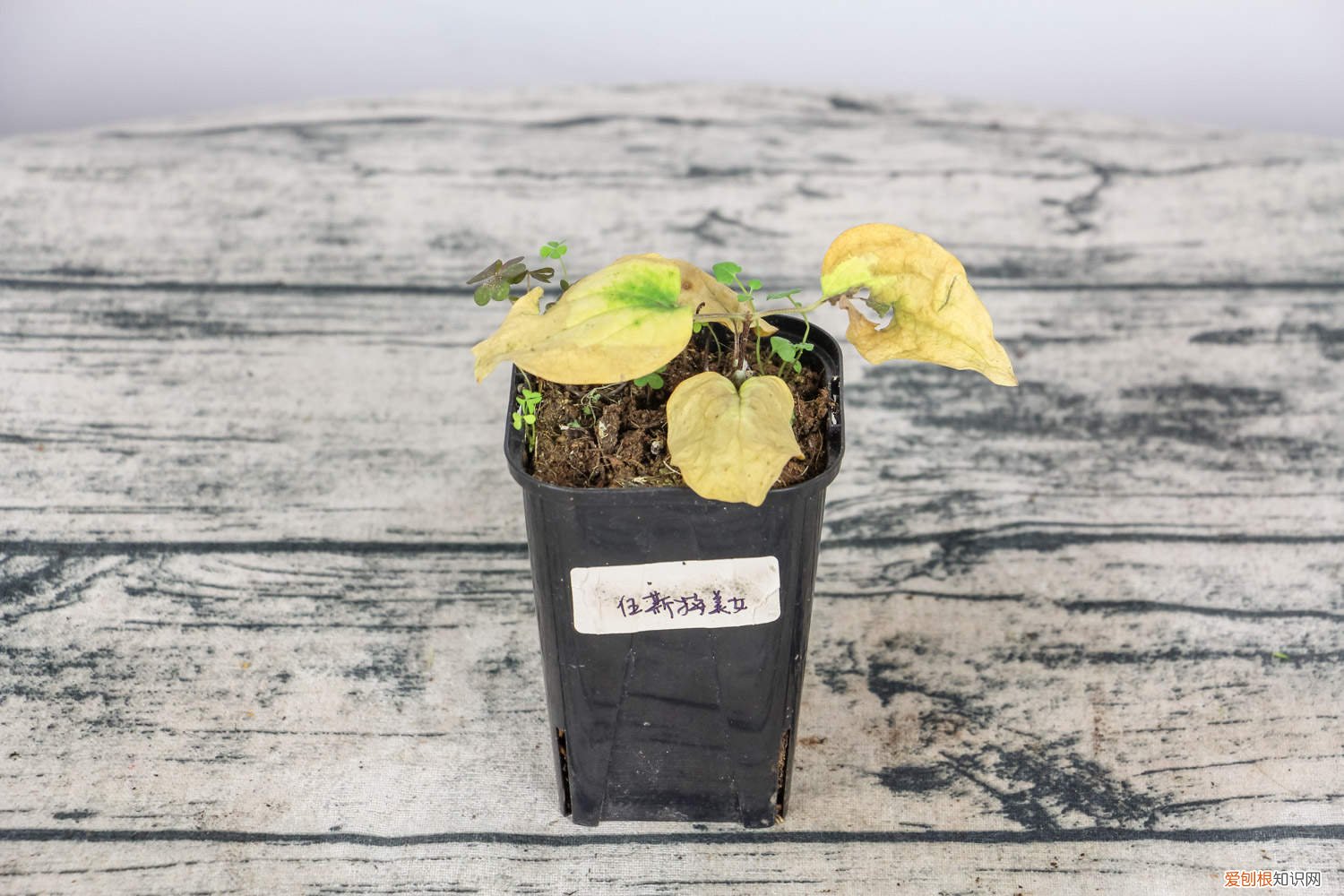 铁线莲种植与养护技术视频 铁线莲种植与养护