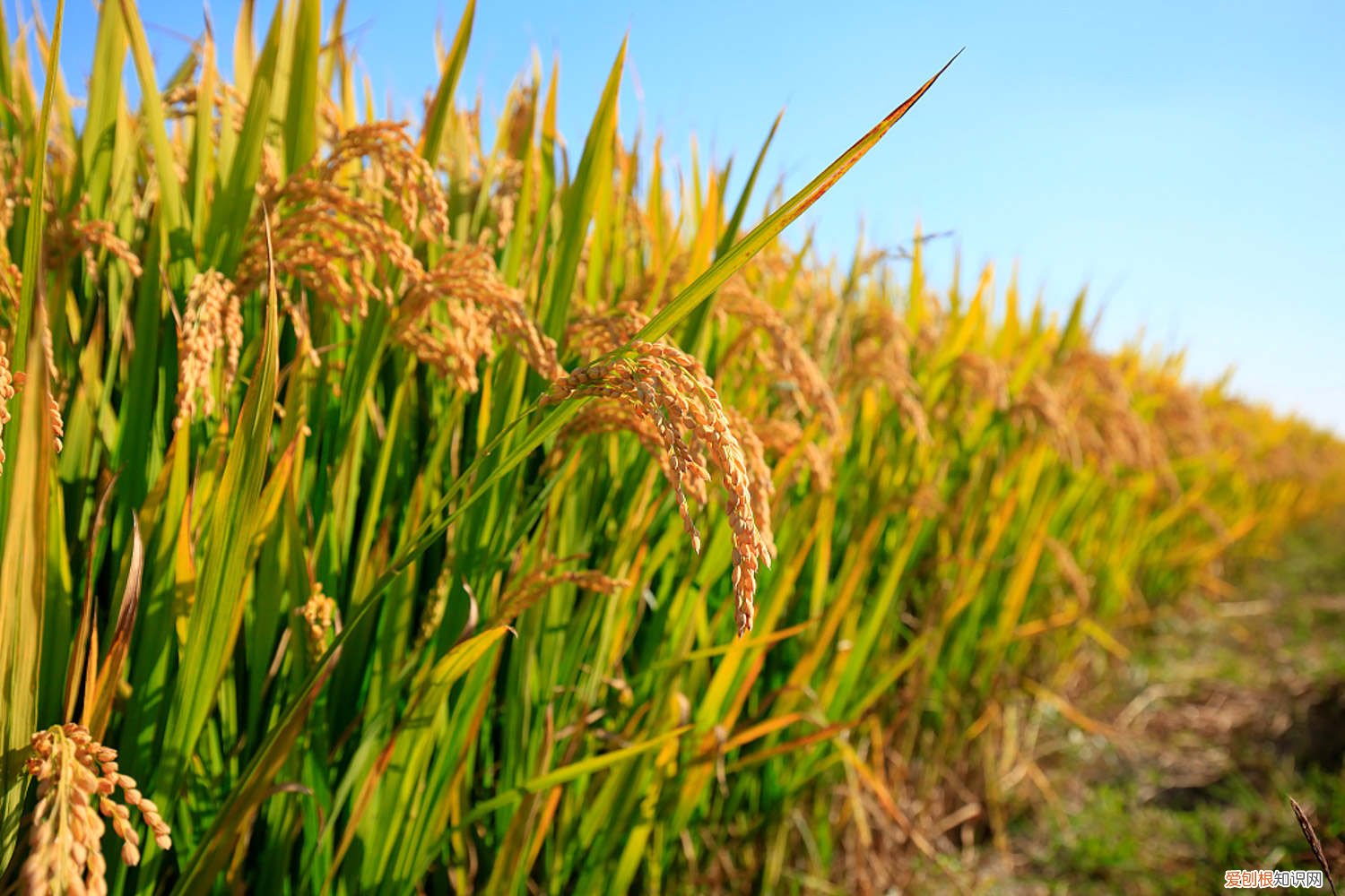 水稻价格多少钱一斤啊 水稻价格多少钱一斤