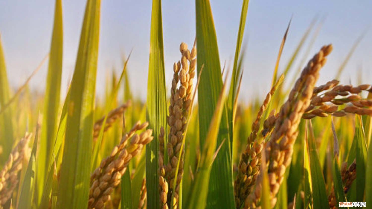 水稻价格多少钱一斤啊 水稻价格多少钱一斤