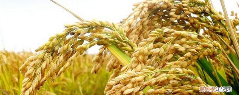 水稻价格多少钱一斤啊 水稻价格多少钱一斤