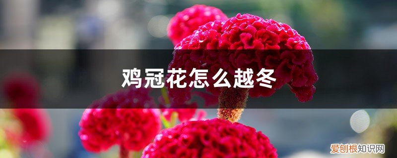 鸡冠花冬天 鸡冠花怎么越冬