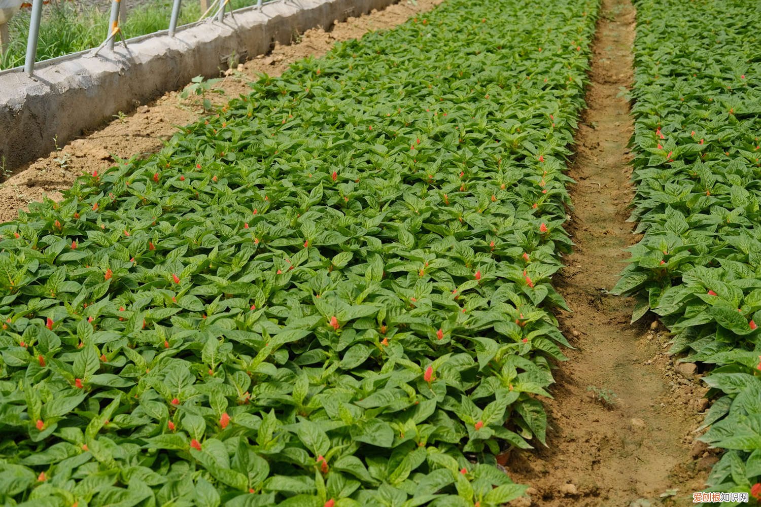 鸡冠花冬天 鸡冠花怎么越冬