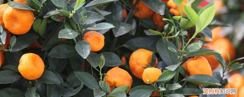 王耀存果树修剪技术 果树修剪技术