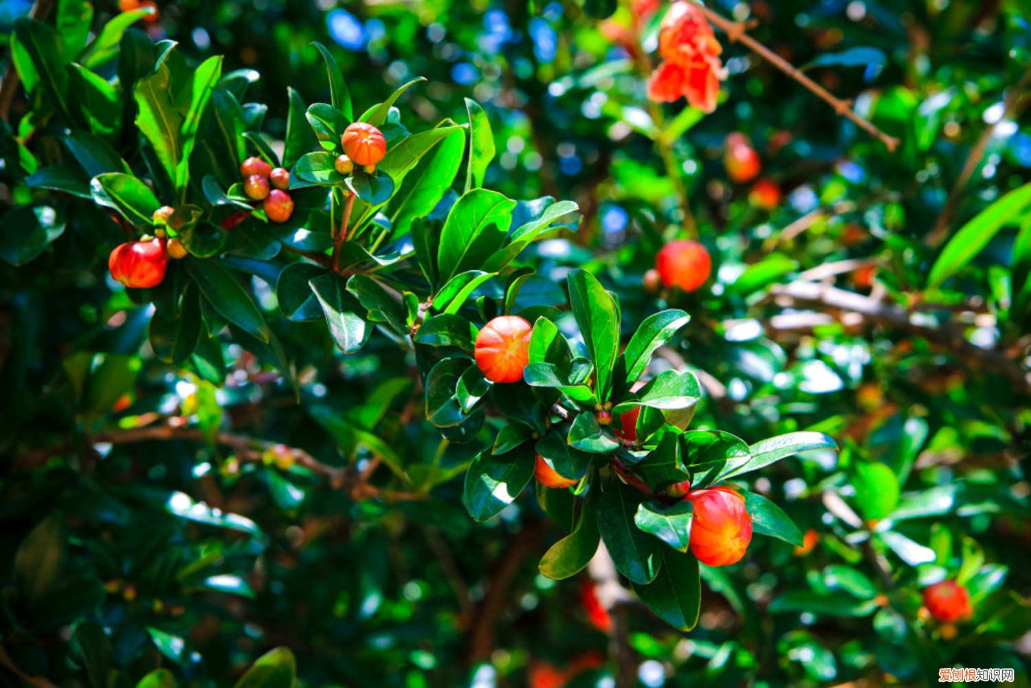 王耀存果树修剪技术 果树修剪技术