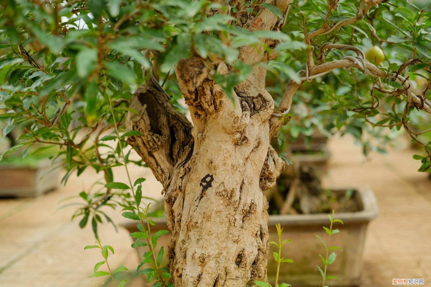 王耀存果树修剪技术 果树修剪技术