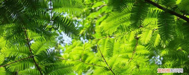 杉盆景的养殖方法 水杉盆景养殖方法