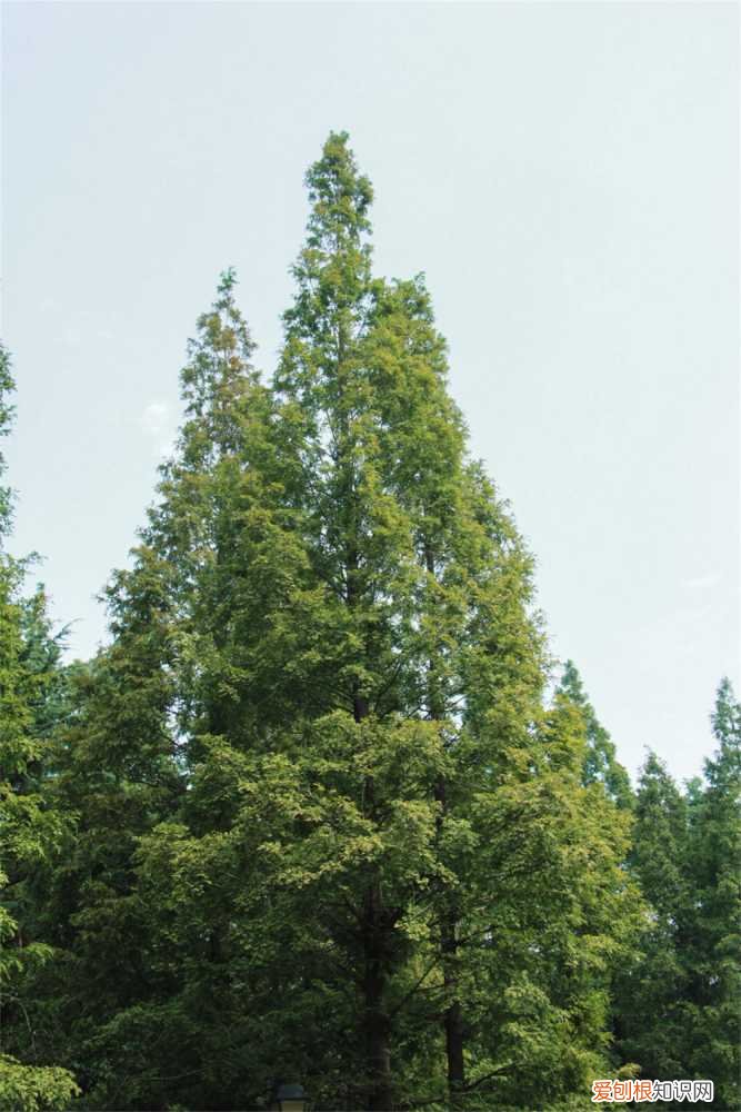 杉盆景的养殖方法 水杉盆景养殖方法