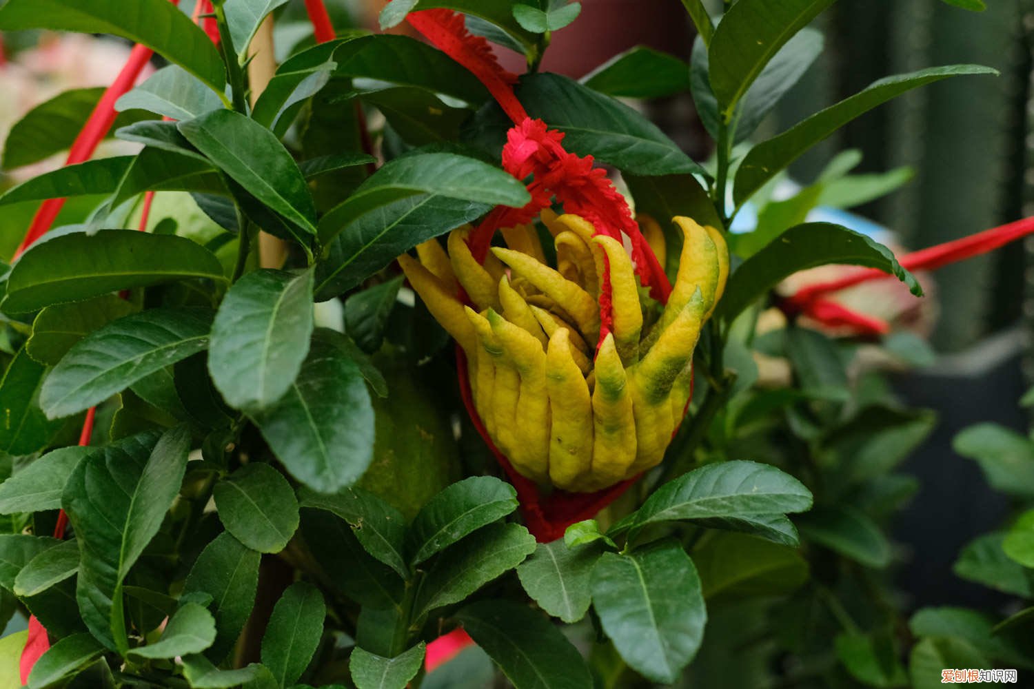 佛手瓜繁殖方法 佛手瓜怎么繁殖