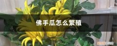佛手瓜繁殖方法 佛手瓜怎么繁殖