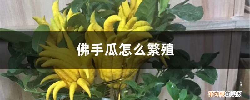 佛手瓜繁殖方法 佛手瓜怎么繁殖