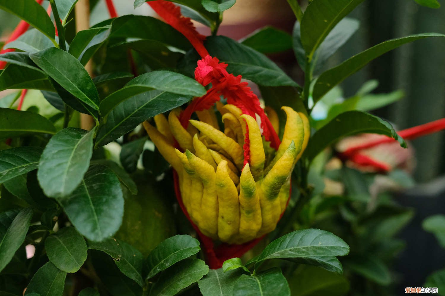 佛手瓜繁殖方法 佛手瓜怎么繁殖